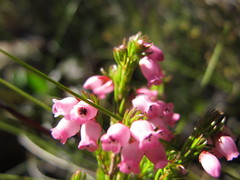 Erica tenella