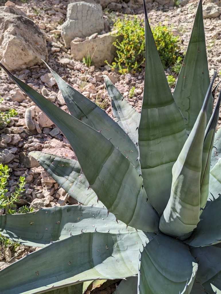 Agave sobria, 23143 B.C.S., México