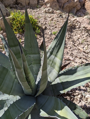 Agave sobria