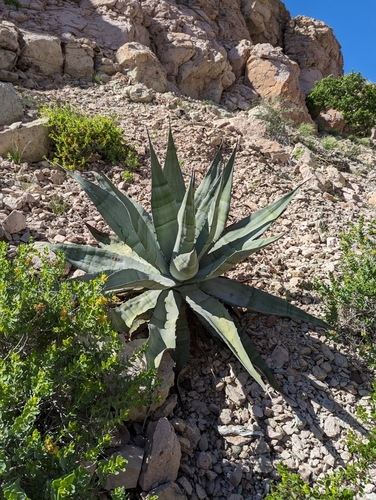 Agave sobria