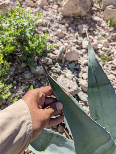Agave sobria