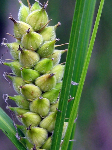 Carex pellita iNat (2)