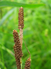 Carex shortiana