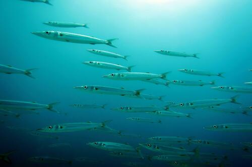 Grootoog-barracuda (Sphyraena forsteri) — Sphyraenidae — 5