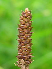 Carex shortiana