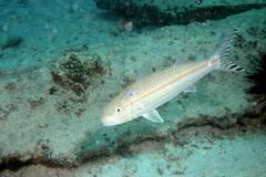 Band-Tail Goatfish photo 5