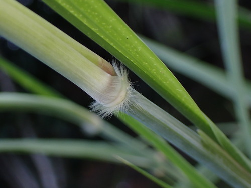 Cenchrus purpureus