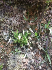 Masdevallia picturata