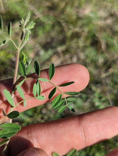 Image of Dalea bicolor by (c) Abraham Sánchez Romero, some rights reserved (CC BY)