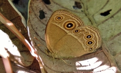 Brakefieldia perspicua