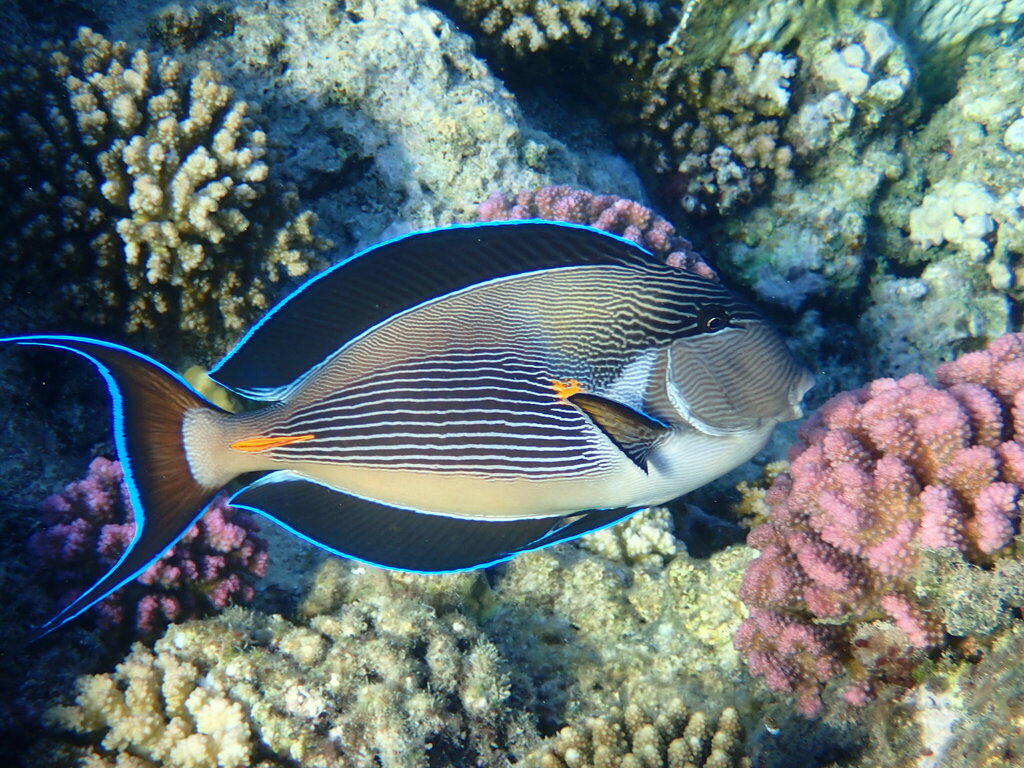 Red Sea surgeonfish
