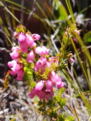 Erica tenella