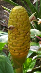 Zingiber zerumbet zerumbet