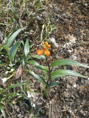 Elleanthus aurantiacus