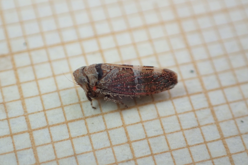 Stegelytra putoni