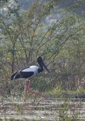 Ephippiorhynchus asiaticus
