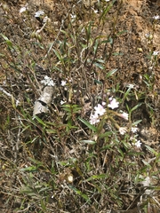 Epidendrum fimbriatum