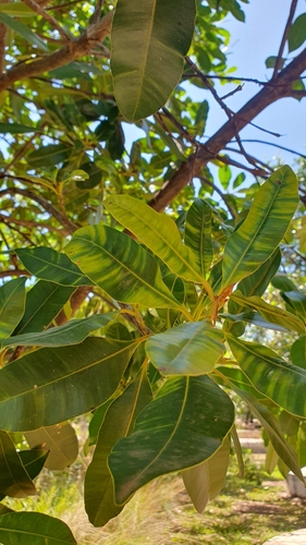 Image of Calophyllum brasiliense by (c) João Arthur Rabello, some rights reserved (CC BY)