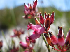 Erica cristata
