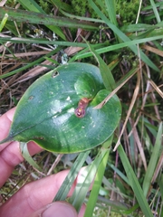 Pleurothallis cordata