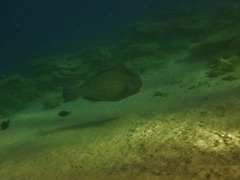 Humphead Parrotfish