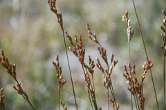 Juncus vaseyi