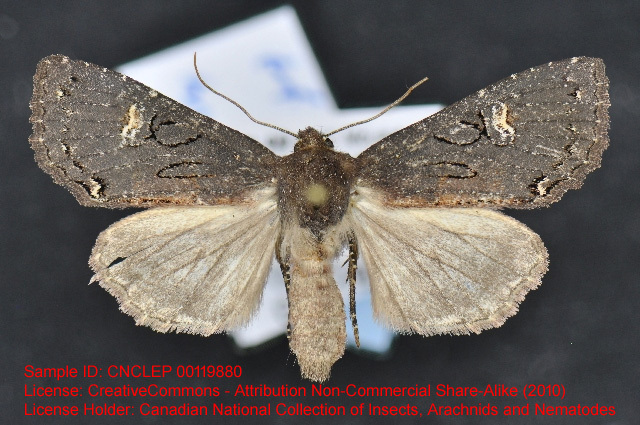 Plain Rover Moth