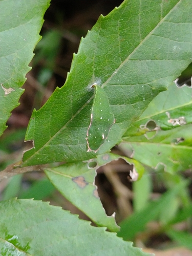 Number Eighty photo 3