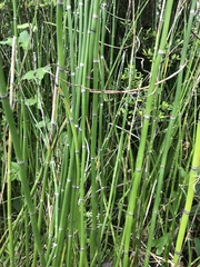 Equisetum hyemale