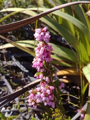Erica tenella