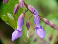 Rhynchoglossum