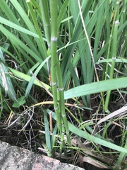 Equisetum hyemale