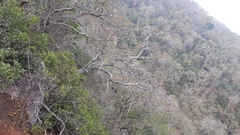 Cochlospermum religiosum