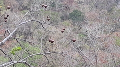 Cochlospermum religiosum