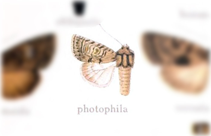 Eumichtis photophila