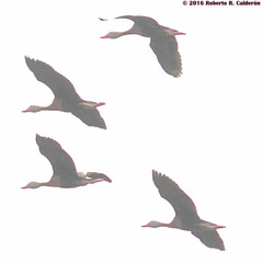 Dendrocygna autumnalis