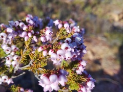 Erica curvirostris
