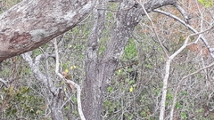 Cochlospermum religiosum