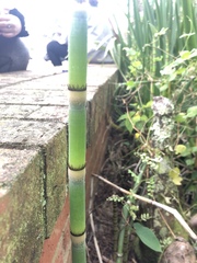 Equisetum hyemale