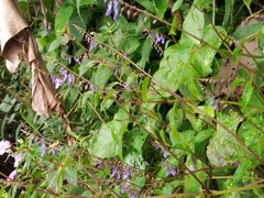Rhynchoglossum