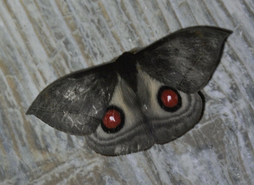 Gamelia kiefferi