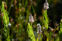 Spatalla racemosa