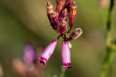 Erica cristata