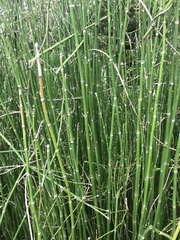Equisetum hyemale