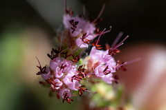 Erica similis