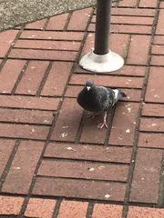 Columba livia domestica