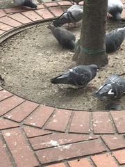 Columba livia domestica