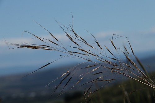 Image of Chrysopogon gryllus by (c) Milan Chytrý, some rights reserved (CC BY)