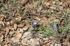 Nemophila menziesii