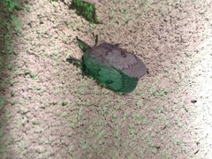 Syssphinx heiligbrodti